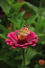 Big butterfly on pink flower
