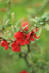 red chaenomeles in green leaves