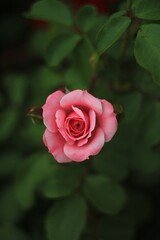 pink rose in garden