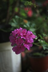 pink flower in a pot