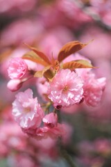 pink cherry  sakura blossom