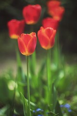 red and yellow tulips on a green background 