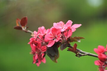 pink flowers apple tree 