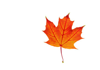 Fototapeta premium A floating maple leaf in vibrant red-orange color, on a solid white background