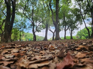 Caminhada sob árvores em parque verde