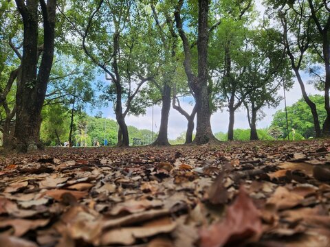Caminhada sob &aacute;rvores em parque verde