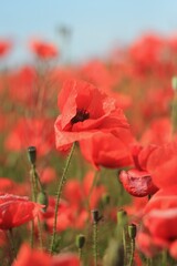 red poppy in the field