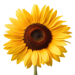 Fototapeta premium Sunflower isolated on transparent background. Png