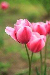pink tulips in the garden