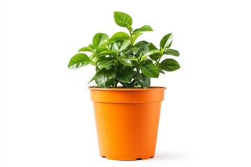 Obraz premium Vibrant Green Houseplant in Orange Pot - A lush green potted plant thrives, symbolizing growth, nature, life, freshness, and vitality