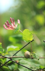 green leaves on a branch with a snail 