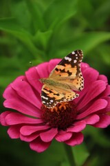 Close-up black and orange butterfly on pink flower