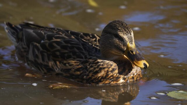 Close-up of wild duck floating in calm pond water. Mallard swimming peacefully with detailed feather pattern visible. Hen gliding gently on still reflective surface. Waterfowl resting in serene