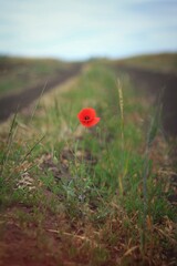 red poppy in the field on the road 
