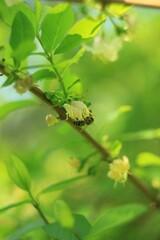 close up of a bee on a branch