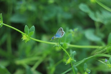 Blue butterfly on the green grass