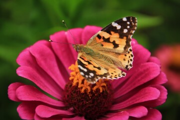 Close-up black and orange butterfly on pink flower