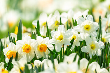 daffodil flowers blooming in garden