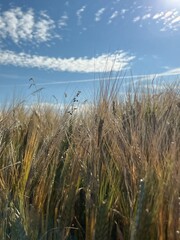 Obraz premium field of wheat