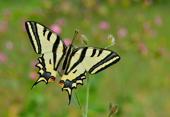 Papilio alexanor. 1414