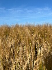 wheat field and blue sky