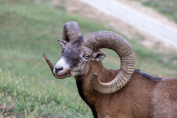 Deer camp Jelenov Greben in Olimje Podcetrtek in East Slovenia