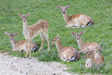 Femlale deer at Deer camp Jelenov Greben in Olimje Podcetrtek in East Slovenia