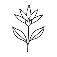 kangaroo paw flower line art vector illustration