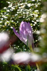 Sunny summer day. A single flower of a colchicum among different plants in a flower bed.
