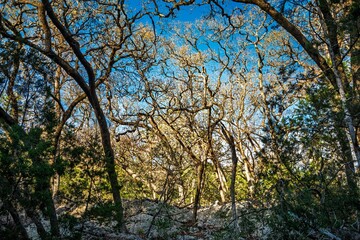 Tangled in Light on the Lost Maples State Natural Area TX