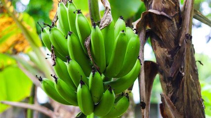 cacho de bananas frescas, maduras e naturais, capturando a essência da agricultura tropical. As...