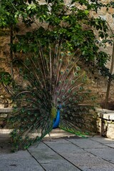 Obraz premium A majestic peacock displaying vibrant iridescent plumage with striking eye patterns. Its rich blue and green feathers create a mesmerizing, elegant, and exotic spectacle in nature