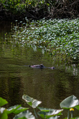 An alligator glides through the water, its body visible beneath the surface of a large, beautiful lake.