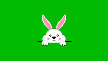 cute bunny looking from hole animation on green screen. concept for easter holiday.