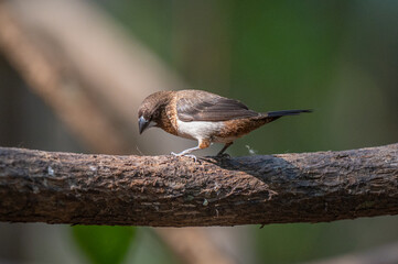 White-rumped Munia perched on a natural branch, beautiful, Phu Wiang National Park in Thailand