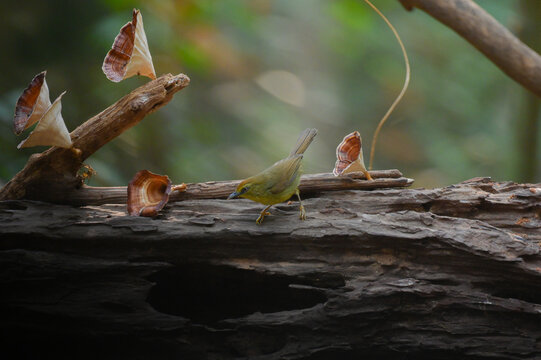 Yellow-throated Flycatcher (Macronus gularis) perches on a natural surface, beautiful.