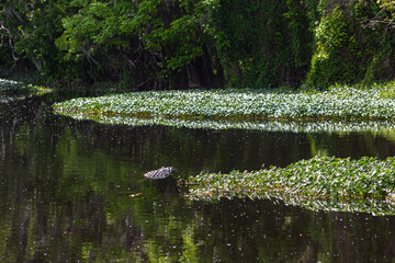 An alligator glides through the water, its body visible beneath the surface of a large, beautiful...