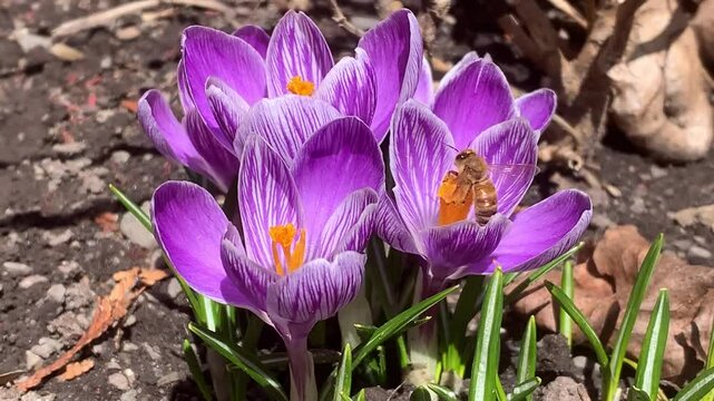 Crocus vernus (spring crocus, giant crocus) and bee