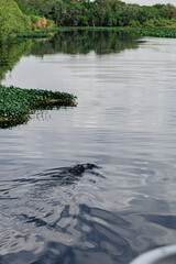 An alligator glides through the water, its body visible beneath the surface of a large, beautiful lake.