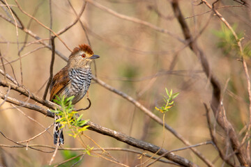 Aves da Mata Atlântica 
