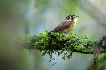 Aves da Mata Atlântica 