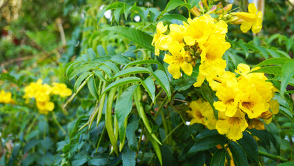 Tecoma stans flowers also called Ginger thomas, Trumpetbush or Yellow elder in the garden of Tenerife,Canary Islands,Spain.
