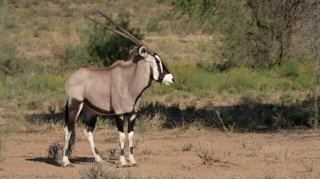 Gemsbok  or South African oryx (Oryx gazella) at,Kgalagadi Transfrontier Park, Northern Cape. South Africa.