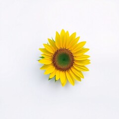 Fototapeta premium This botanical study presents a single sunflower, its bright yellow petals surrounding a dark brown center, sharply contrasted against a plain white background, with its green stem visible