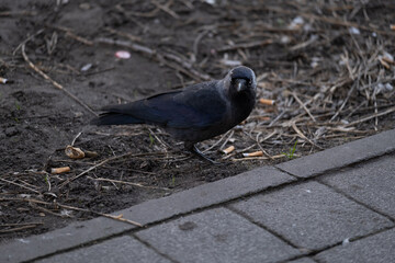 Western jackdaw standing on dirty ground with cigarette butts