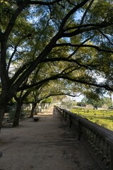  A serene park pathway bathed in sunset light. Cobblestones lead through a tree-lined route, casting shadows. The warm hues evoke tranquility.