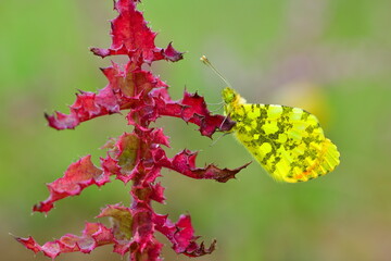 Anthocharis Damone 1417