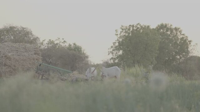 village farm High-Quality Footage for Professional Projects | S-Log3, 4k, Unedited Clips