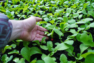 Farmer inspects the first shoots of young radish. Young plant in the hands of an agronomist. Red...