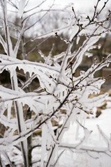 Young cherry tree with the first spring buds, covered in ice. The concept of an anomaly in nature. Spring frosts during flowering and the appearance of the first buds             